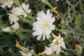 Close up of Rafinesquia neomexicana wildflowers, also known as Desert Chicory, Plumeseed or New Mexico Plumeseed; Anza Borrego