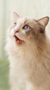 Close-up of ragdoll cat Portrait Royalty Free Stock Photo