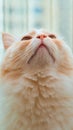 Close-up of ragdoll cat Portrait Royalty Free Stock Photo