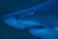 Close up of Ragged Tooth Shark in Cape Town Royalty Free Stock Photo