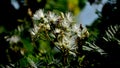 Ragleaf Crassocephalum crepidioides weed flower in the garden.