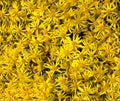 Ragwort flowers. UK