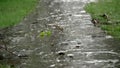 close-up, rain dripping onto the path. summer rain, a thunderstorm, a heavy downpour at the recreation center, in a pine Royalty Free Stock Photo