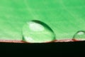 Close-up rain drop on banana leaf Royalty Free Stock Photo