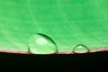 Close-up rain drop on banana leaf Royalty Free Stock Photo