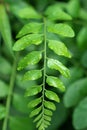 Rain drop or dew on green leafs in garden Royalty Free Stock Photo