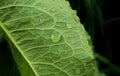 Close up rain drop on green leaf with in the morning. Drops of dew with transparent water on wild forest, Beautiful Fresh natural Royalty Free Stock Photo