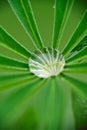 The Close up of water drop on green lupin leaves Royalty Free Stock Photo