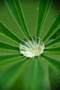 The Close up of water drop on green lupin leaves Royalty Free Stock Photo