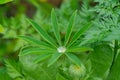 The Close up of water drop on green lupin leaves Royalty Free Stock Photo