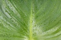 Close-up rain drops on green leaf, water and nature background Royalty Free Stock Photo