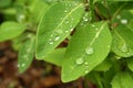 Close raindrops green leaves