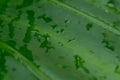 Close up Rain drops on Green Tree leaves. Water Raindrops on green plants leaf. Abstract texture pattern. Nature background. Royalty Free Stock Photo