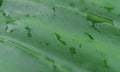 Close up Rain drops on Green Tree leaves. Water Raindrops on green plants leaf. Abstract texture pattern. Nature background. Royalty Free Stock Photo