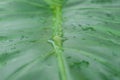 Close up Rain drops on Green Tree leaves. Water Raindrops on green plants leaf. Abstract texture pattern. Nature background. Royalty Free Stock Photo