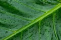 Close up Rain drops on Green Tree leaves. Water Raindrops on green plants leaf. Abstract texture pattern. Nature background. Royalty Free Stock Photo