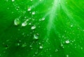 Close up Rain drops on Green Tree leaves. Water Raindrops on green plants leaf. Abstract texture pattern. Nature background. Royalty Free Stock Photo