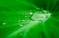 Close up Rain drops on Green Tree leaves. Water Raindrops on green plants leaf. Abstract texture pattern. Nature background. Royalty Free Stock Photo