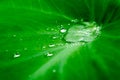 Close up Rain drops on Green Tree leaves. Water Raindrops on green plants leaf. Abstract texture pattern. Nature background. Royalty Free Stock Photo