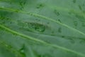 Close up Rain drops on Green Tree leaves. Water Raindrops on green plants leaf. Abstract texture pattern. Nature background. Royalty Free Stock Photo