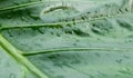 Close up Rain drops on Green Tree leaves. Water Raindrops on green plants leaf. Abstract texture pattern. Nature background. Royalty Free Stock Photo