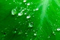 Close up Rain drops on Green Tree leaves. Water Raindrops on green plants leaf. Abstract texture pattern. Nature background. Royalty Free Stock Photo