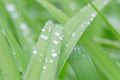 Rain drops on leaves of iris Royalty Free Stock Photo