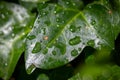 Close up of rain drops over a leaf Royalty Free Stock Photo