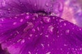 Rain drops on petal of petunia flower Royalty Free Stock Photo