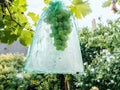 Close-Up of Rain-Protected Grape Fruits Shielded from Wasps in a