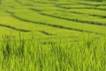 Close-up rain water drops or dew drops on green rice field. Royalty Free Stock Photo