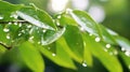 Close up of rain water drops falling from tree leaves, forest themed background Royalty Free Stock Photo