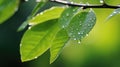 Close-up of rain water drops falling from wet tree leaves, green themed background Royalty Free Stock Photo