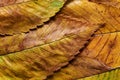 Close-up rain wet autumn elm leaves Royalty Free Stock Photo