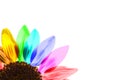 Close up of a rainbow colored sunflower Royalty Free Stock Photo