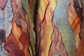 close up of a rainbow eucalyptus tree trunk showing texture and color Royalty Free Stock Photo