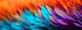 Close Up Rainbow Feathers Detail.