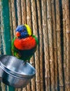 Close-up of a rainbow Lorikeet perching on a bucket