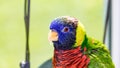 Close up of Rainbow Lorikeet & x28;Trichoglossus moluccanus& x29;