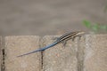 Close up of rainbow skink on brick wall