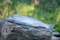 Close up of rainbow trout