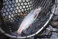 Close up of rainbow trout in a landing net