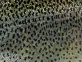 Close-up of rainbow trout scales Royalty Free Stock Photo