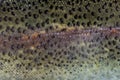 Close-up of rainbow trout scales Royalty Free Stock Photo
