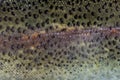 Close-up of rainbow trout scales