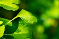 Close-up raindrop on brightly green leaf of Ginkgo tree Ginkgo biloba, known as ginkgo or gingko in soft focus Royalty Free Stock Photo