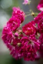 close-up of raindrop-covered pink roses.. Royalty Free Stock Photo