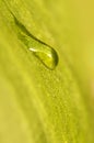 CLose up of a raindrop