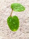 Close up raindrop on young plant growing in spring time.