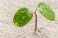 Close up raindrop on young plant growing in spring time.